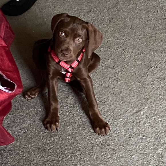 Our Bailey & meet Sadie —part 2 - Picture 6 of 16